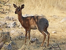 Damara-Dikdik, Etosha-Nationalpark, Namibia, Oktober 2022