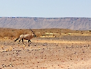 Südafrikanische Oryx, /Ai-/Ais-Richtersveld-Nationalpark, Namibia, Oktober 2022