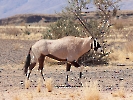 Südafrikanische Oryx, /Ai-/Ais-Richtersveld-Nationalpark, Namibia, Oktober 2022