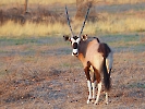 Südafrikanische Oryx, Intu Afrika Private Game Reserve, Namibia, Oktober 2022