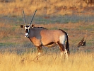Südafrikanische Oryx, Intu Afrika Private Game Reserve, Namibia, Oktober 2022