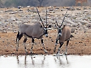 Südafrikanische Oryx, Etosha Nationalpark, Namibia, Oktober 2022