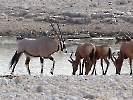 Südafrikanische Oryx, Etosha Nationalpark, Namibia, Oktober 2022