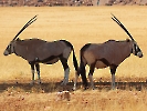 Südafrikanische Oryx, NamibRand Private Game Reserve, Namibia, Oktober 2022