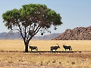Südafrikanische Oryx, NamibRand Private Game Reserve, Namibia, Oktober 2022