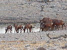 Rote Kuhantilope, Etosha Nationalpark, Namibia, Oktober 2022