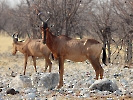 Rote Kuhantilope, Etosha Nationalpark, Namibia, Oktober 2022