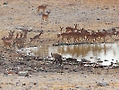 Schwarznasenimpala, Etosha Nationalpark, Namibia, Oktober 2022