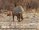 Spitzmaulnashorn, Etosha Nationalpark, Namibia, Oktober 2022
