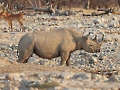 Spitzmaulnashorn, Etosha Nationalpark, Namibia, Oktober 2022