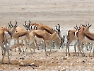 Springbock, Etosha Nationalpark, Namibia, Oktober 2022