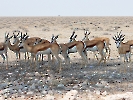 Springbock, Etosha Nationalpark, Namibia, Oktober 2022