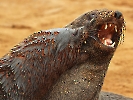 Südafrikanischer Seebär, Cape Cross Seal Reserve, Namibia, Oktober 2022