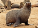 Südafrikanischer Seebär, Cape Cross Seal Reserve, Namibia, Oktober 2022