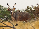 Großer Kudu, Intu Afrika Private Game Reserve, Namibia, Oktober 2022