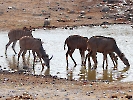 Großer Kudu, Etosha-Nationalpark, Namibia, Oktober 2022