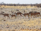 Großer Kudu, Etosha-Nationalpark, Namibia, Oktober 2022