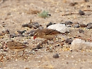 Blutschnabelweber, Etosha-Nationalpark, Namibia, Oktober 2023