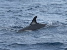 Common Dolphin, vor Pico, Azoren, April 2012