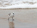 Sanderling, Pelican Point, Walvis Bay, Namibia, Oktober 2022