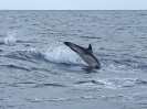 Common Dolphin, vor Sao Miguel, Azoren, April 2012