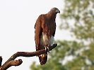 Graukopf-Seeadler, Chitwan-Nationalpark, Nepal, April 2023