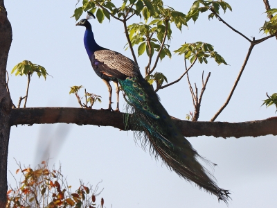 Pfau, Chitwan-Nationalpark, Nepal, April 2023