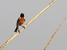 Pallasschwarzkehlchen, Chitwan-Nationalpark, Nepal, April 2023
