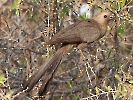 Graulärmvogel, Etosha-Nationalpark, Namibia, Oktober 2022