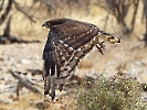 Schwarzbrust-Schlangenadler, Etosha-Nationalpark, Namibia, Oktober 2022