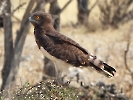 Schwarzbrust-Schlangenadler, Etosha-Nationalpark, Namibia, Oktober 2022