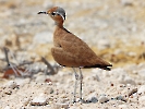 Temminckrennvogel, Etosha-Nationalpark, Namibia, Oktober 2022