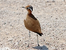 Temminckrennvogel, Etosha-Nationalpark, Namibia, Oktober 2022