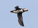 Papageitaucher, Witless Bay, Neufundland, Juli 2023