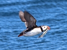 Papageitaucher, Witless Bay, Neufundland, Juli 2023