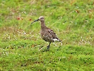 Großer Brachvogel, Andøya, Norwegen, Juni 2022