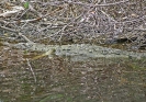 Spitzkrokodil, Everglades, FL, 2006
